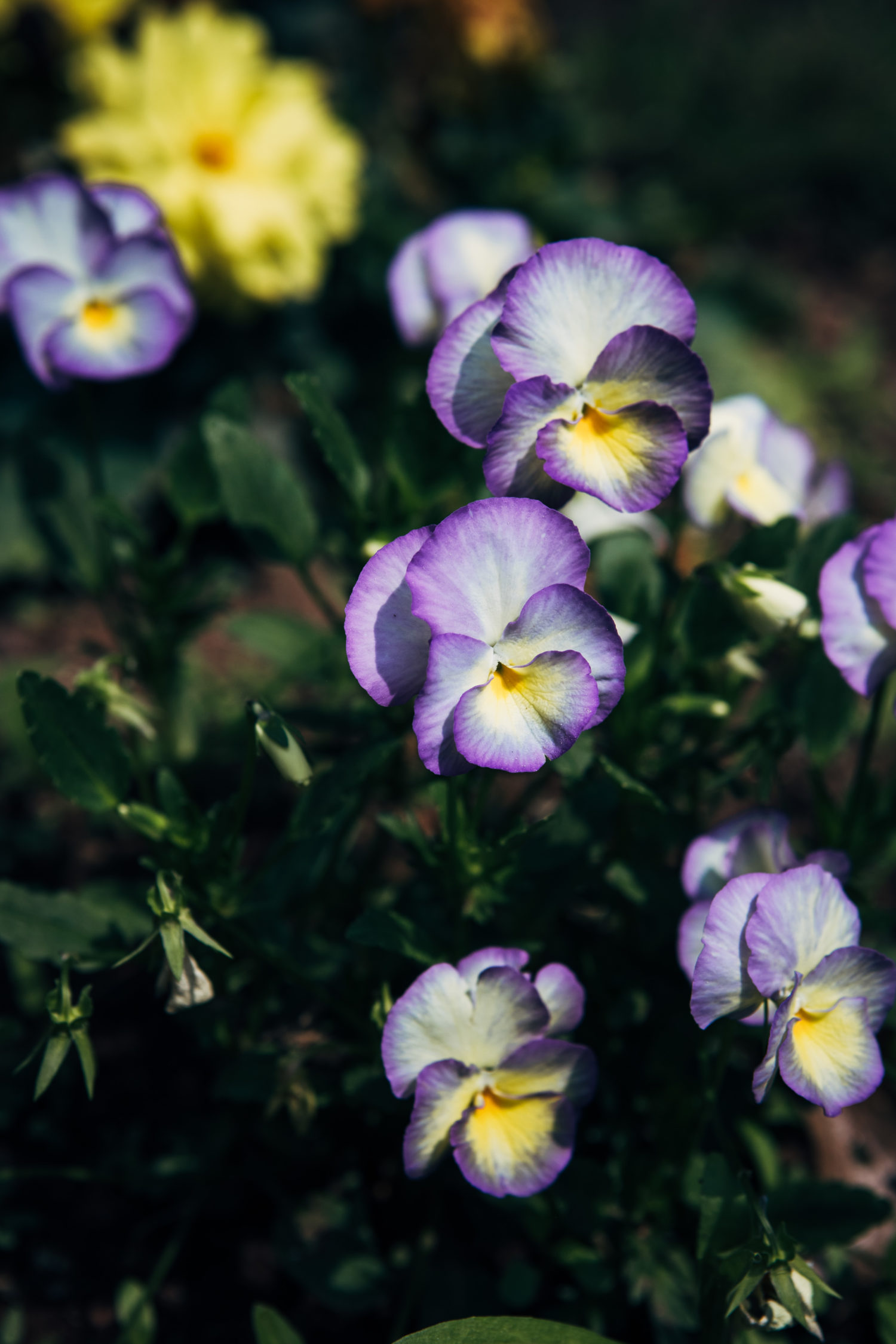 Violets | Well and Full | #flower #botanical #recipe
