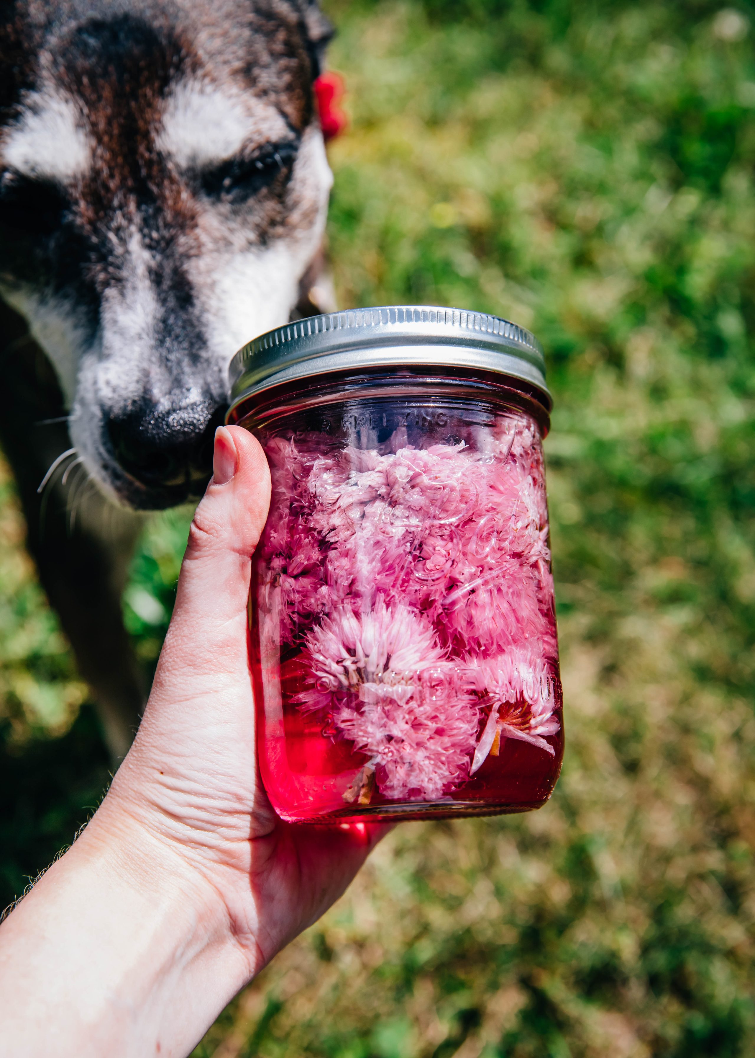 Chive Blossom Vinegar | Well and Full | #recipe #spring #herbs #DIY