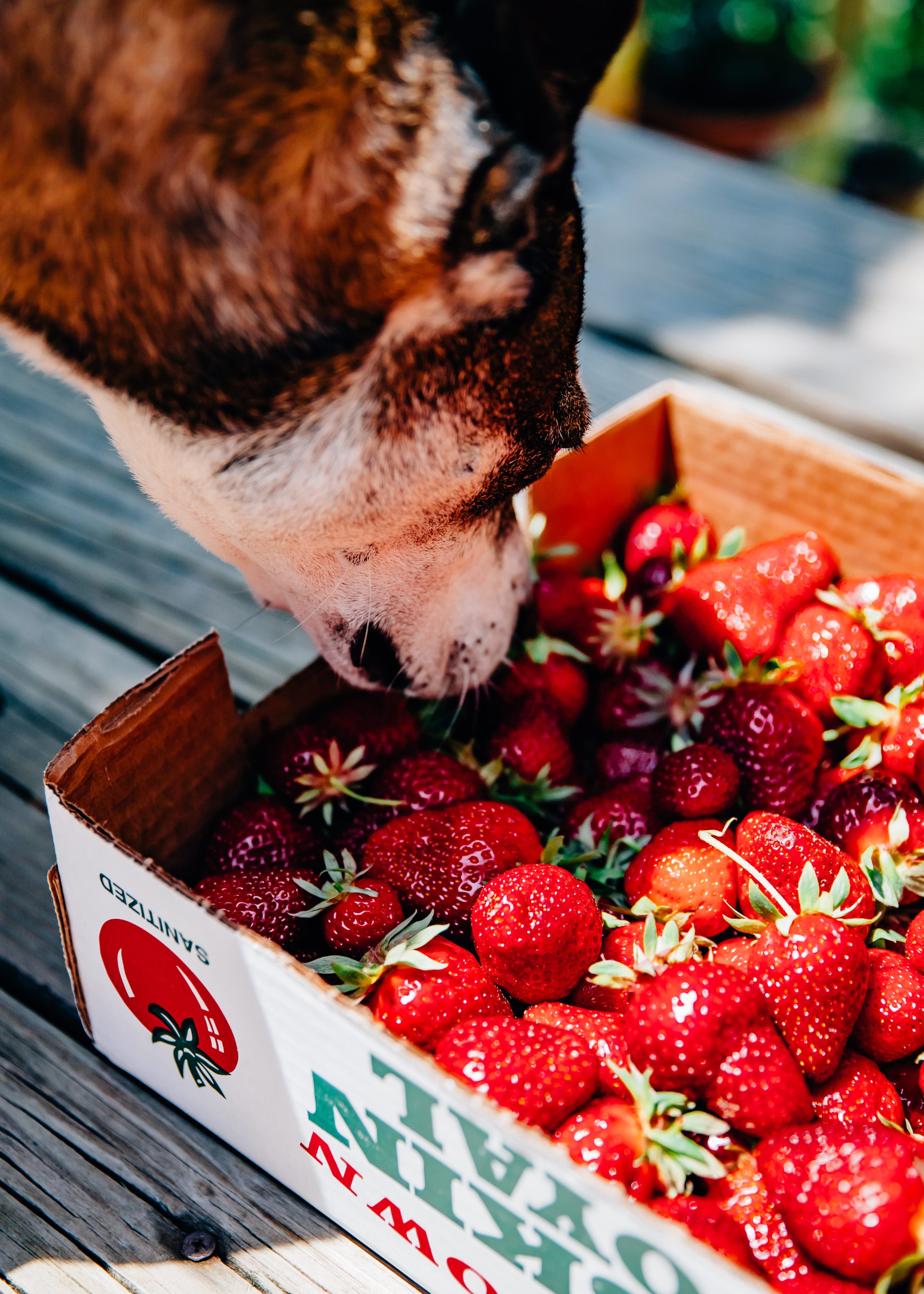 Strawberry Vinegar | Well and Full | #recipe #summer