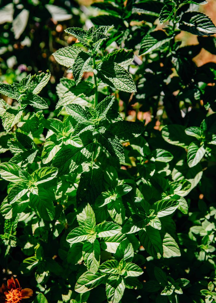 Garden Mint Lemonade | Well and Full | #recipe #vegan #mint #garden